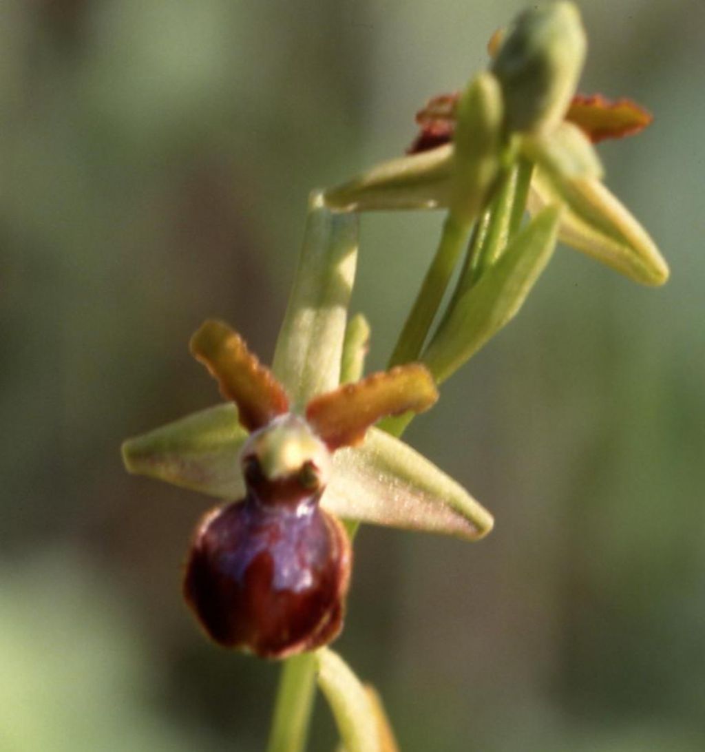 Orchidea da identificare (115)